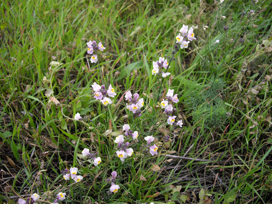 Linaria repens photo